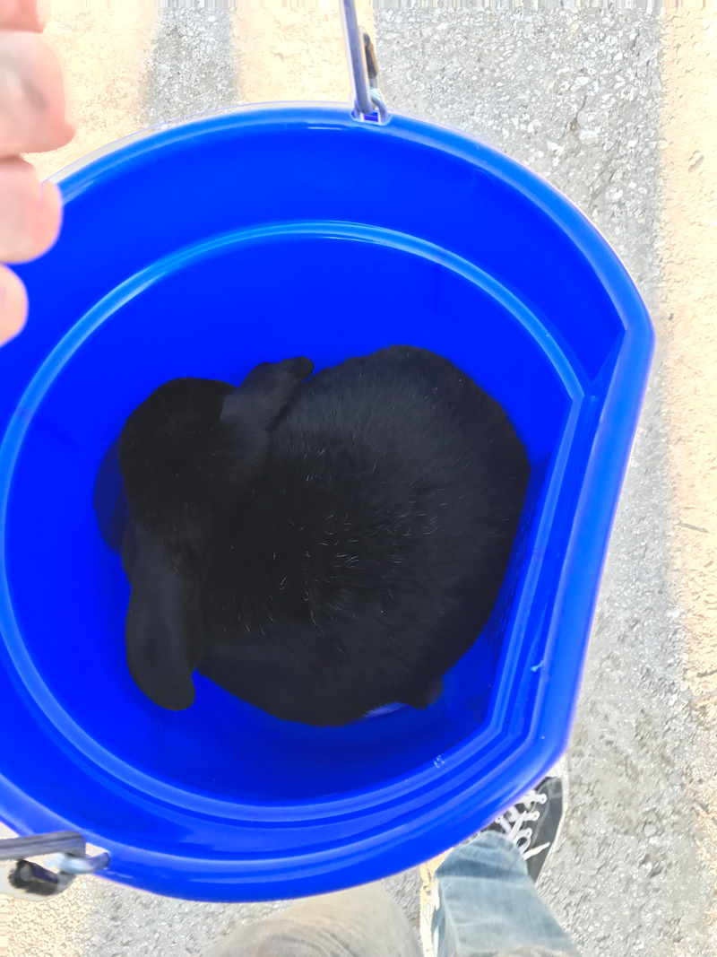 This is just a picture of one of my buns.